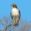 Red tailed Hawk