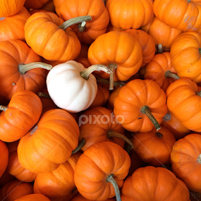 Stand Out by Bridget Wegrzyn - Nature Up Close Other Natural Objects