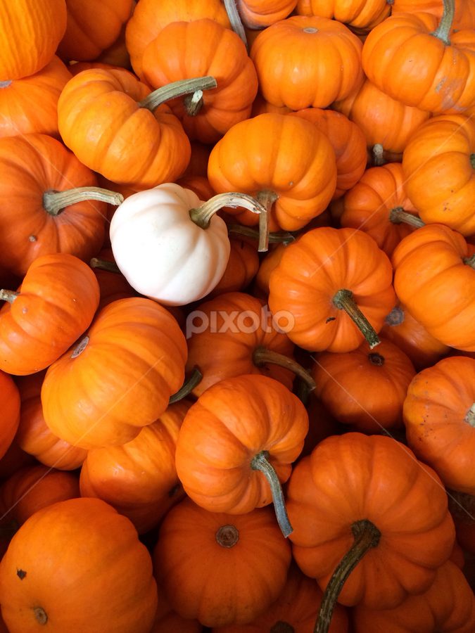 Stand Out by Bridget Wegrzyn - Nature Up Close Other Natural Objects