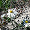 Common aster