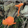 Red Chanterelle