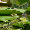 Water Frog / Wasserfrosch