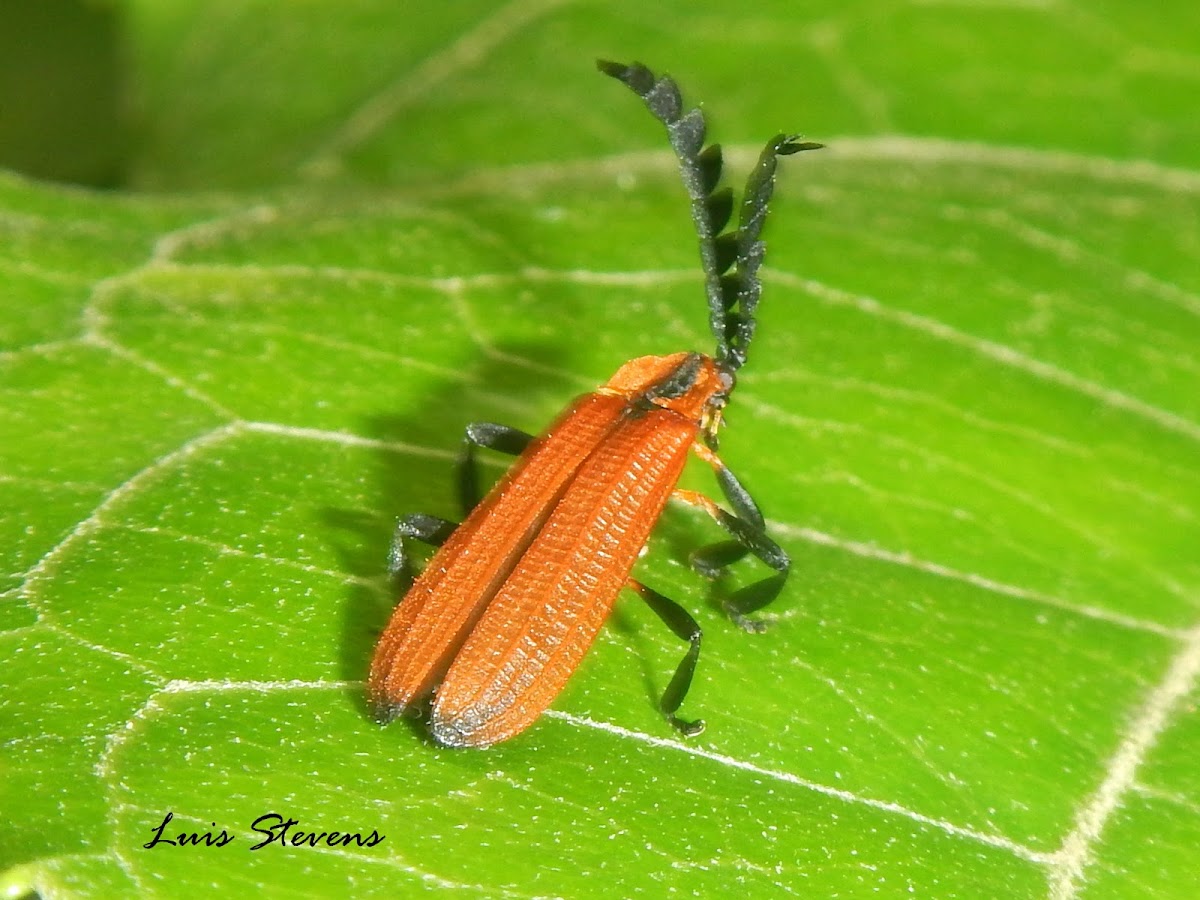 Net-winged Beetle