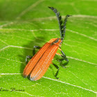 Net-winged Beetle