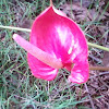 Antúrio - Flamingo Flower