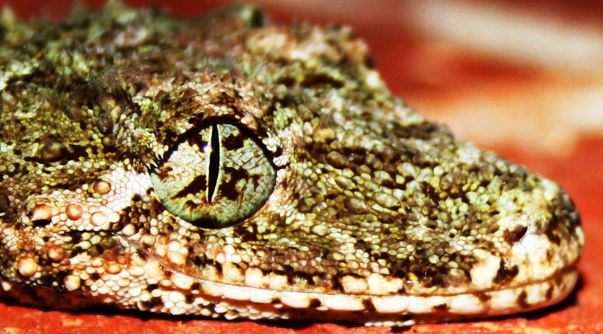 Southern Leaf Tailed Gecko