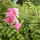 Pink Trumpet Vine