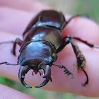 Reddish-Brown Stag Beetle