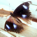 Common eggfly male.