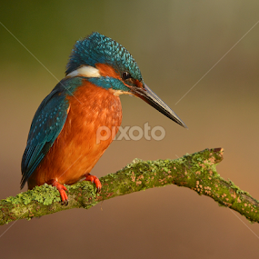 Kingfisher  by Keith Bannister - Animals Birds