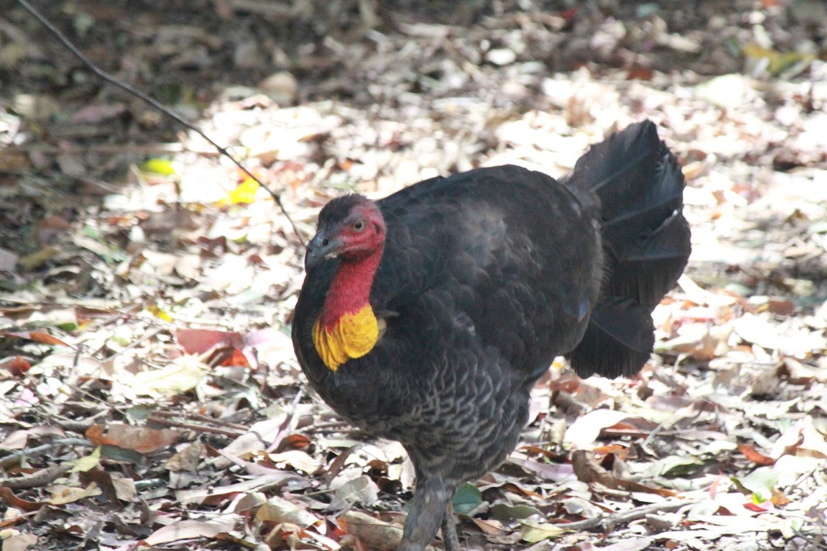 Australian Brush-turkey