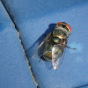 Common Greenbottle