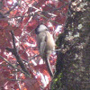 black-capped chickadee