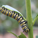 Monarch Butterfly Larva