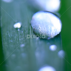 tear drop by Daniel Pacurici - Nature Up Close Natural Waterdrops