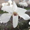 Kobus magnolia
