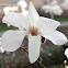 Kobus magnolia