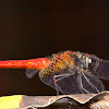 Scarlet skimmer male