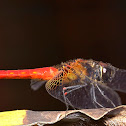 Scarlet skimmer male