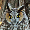 Long Eared Owl, Buho chico (Spanish) or Hibou moyen-duc (French)