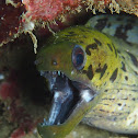 Fimbriated Moray Eel