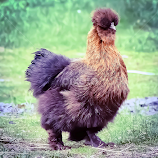 Birthday Silkie by Sue Delia -  