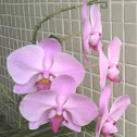 Orquídea Príncipe