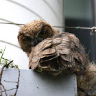 Great Horned Owl - Fledgling