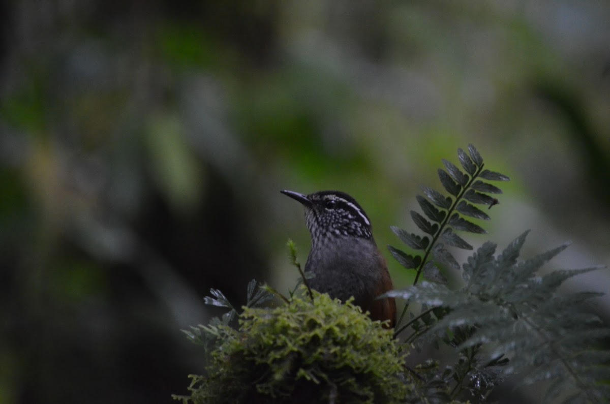 Gray-breasted Wood Wren