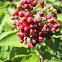 American Mountain Ash (Rowan)