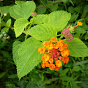 Lantana