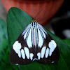 Marbled White Moth