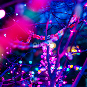 by Angelo Perrino - Public Holidays Christmas