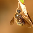 Acrocerinae fly