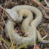 water moccasin - cottonmouth