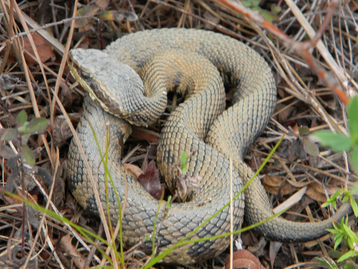 water moccasin - cottonmouth
