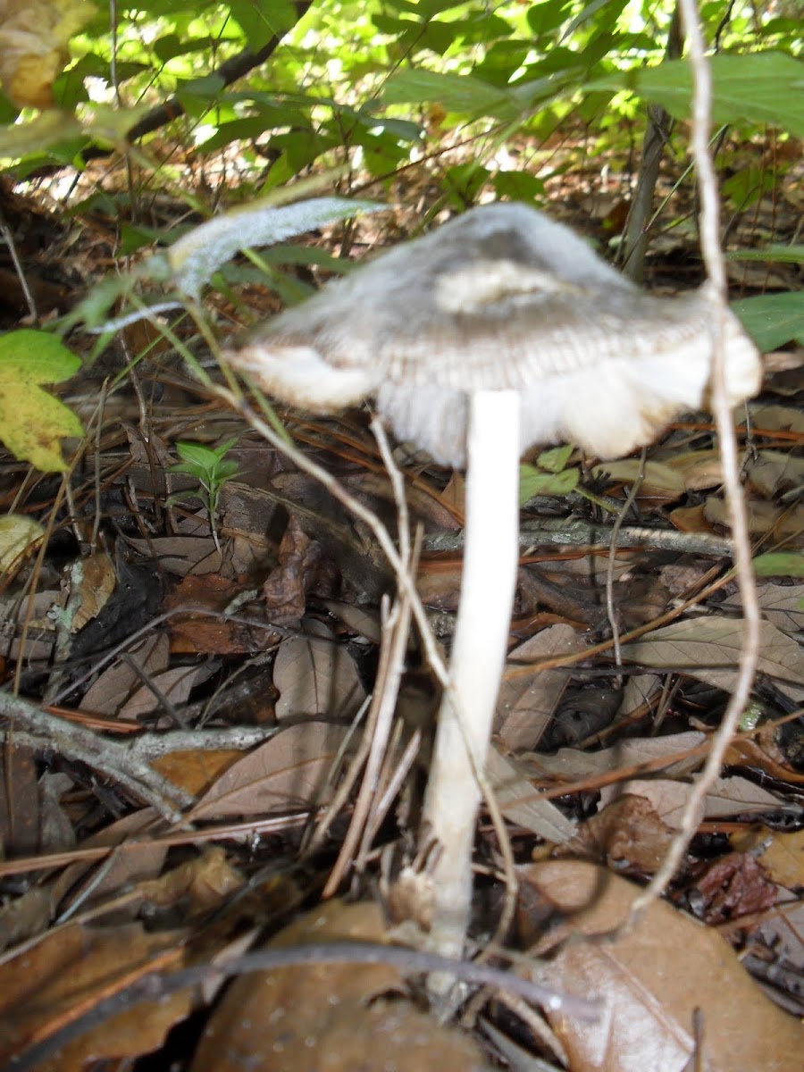 Conocybe albipes Mushrooms