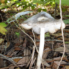 Conocybe albipes Mushrooms