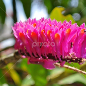 Bunga anggrek semut yang cantik :) by Sunaryo Kusumo - Flowers Single Flower