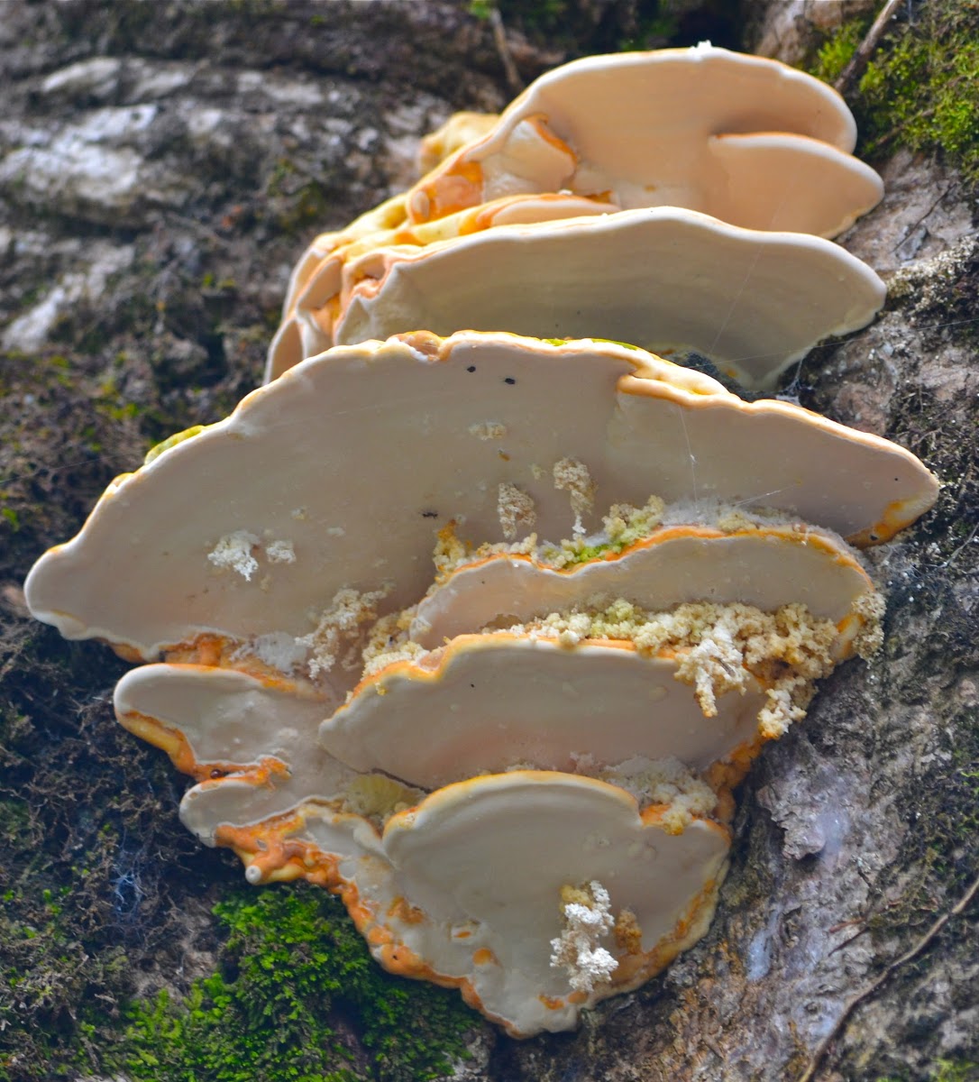 Fungi/Polyporus