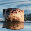 Otter, Northern River