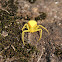 Goldenrod Crab Spider