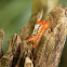 Shag-carpet caterpillar