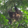 Hoffmann's Two-toed Sloth