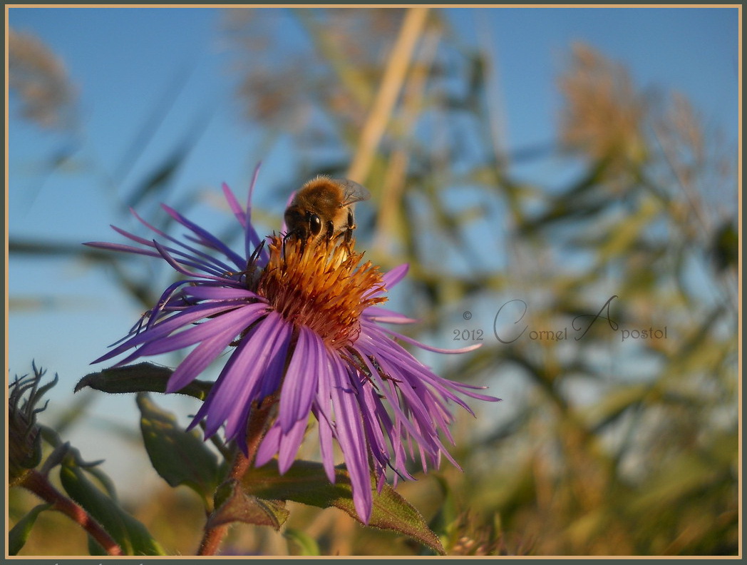 Western honey bee