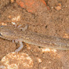 Valdina Farms Salamander