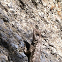 Western Fence Lizard