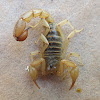 Black-backed Scorpion
