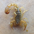 Black-backed Scorpion