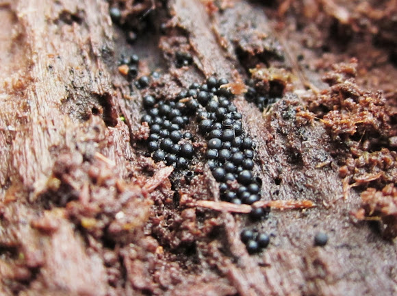 black pearls- slime mold | Project Noah